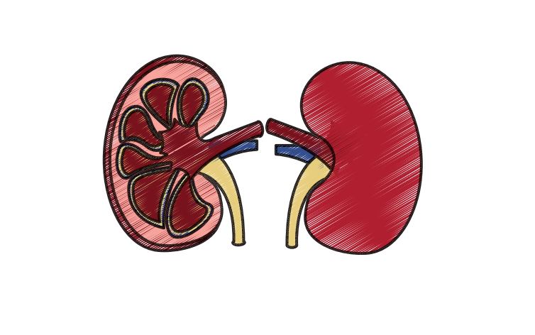 kidney1.JPG